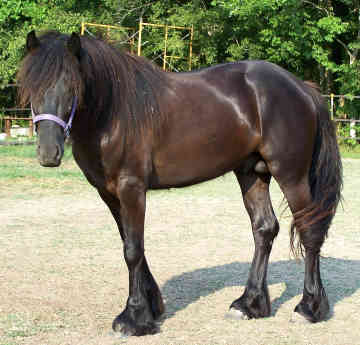 PONEI DALES